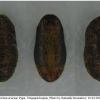 sat acaciae pupa2 volg